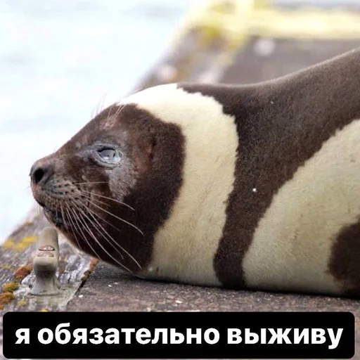 💪 Стикер «seals4life» для Telegram