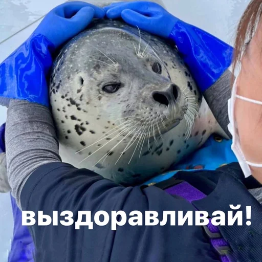 💊 Стикер «seals4life» для Telegram