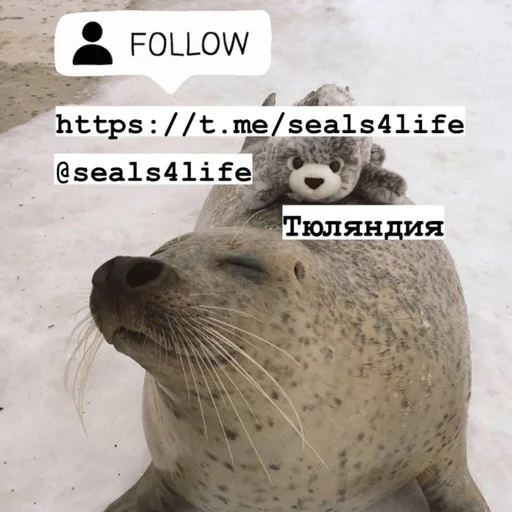 Стикерпак seals4life для Telegram — скачать