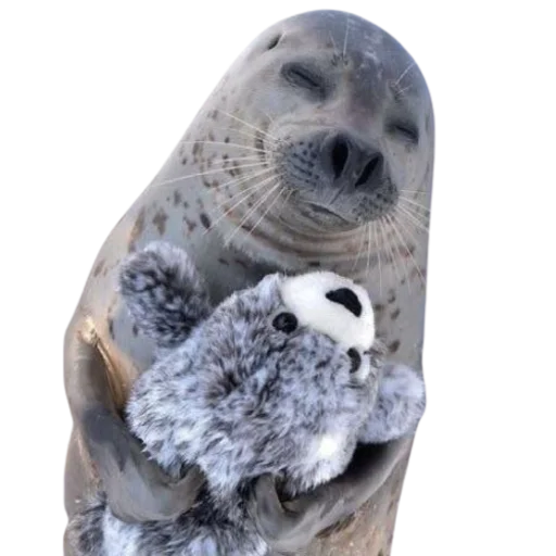 😴 Стикер «seals4life» для Telegram