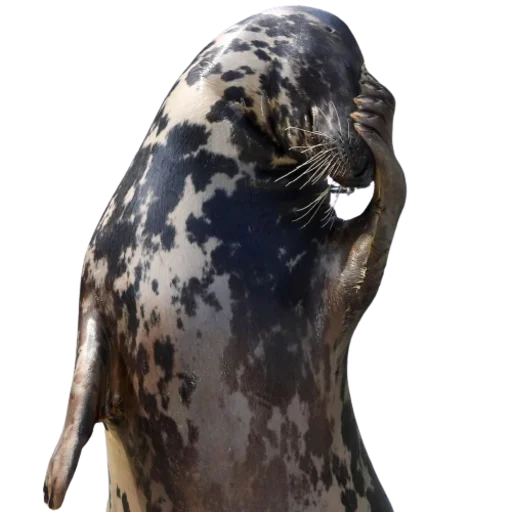 🤦‍♀️ Стикер «seals4life» для Telegram
