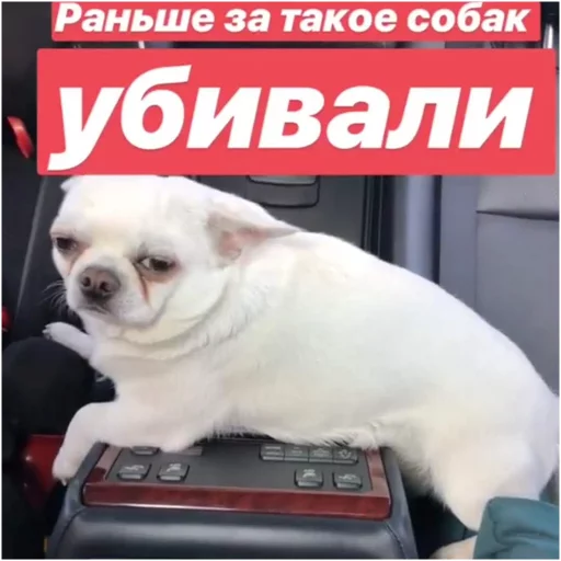 Стикерпак Себек для Telegram — скачать