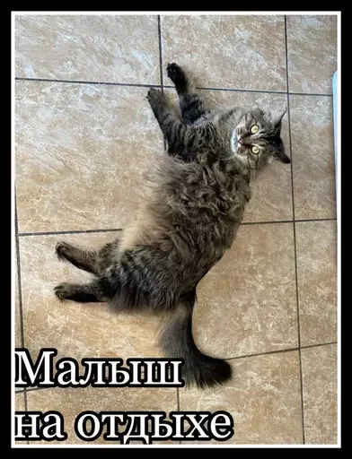 😽 Стикер «Semen» для Telegram