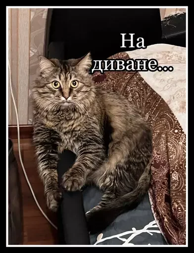 🦁 Стикер «Semen» для Telegram