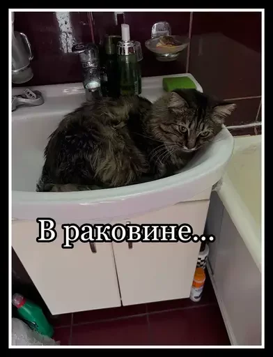 🐚 Стикер «Semen» для Telegram