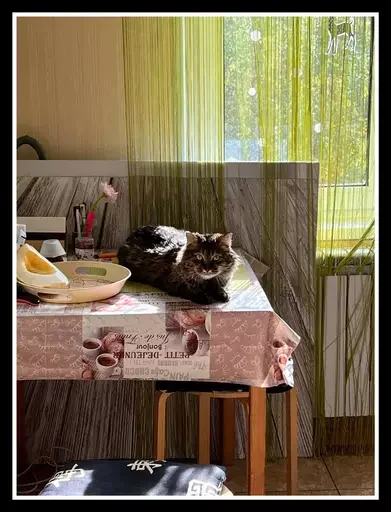 🐱 Стикер «Semen» для Telegram