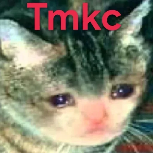 😥 Стикер «Send Proof» для Telegram