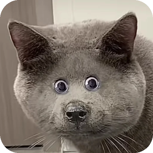 Стикерпак Серый котик для Telegram — скачать