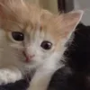 💤 Эмодзи «Paired Cats» для Telegram