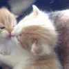 💤 Эмодзи «Paired Cats» для Telegram