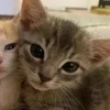 💤 Эмодзи «Paired Cats» для Telegram