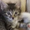 💤 Эмодзи «Paired Cats» для Telegram