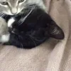 💤 Эмодзи «Paired Cats» для Telegram