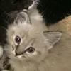 💤 Эмодзи «Paired Cats» для Telegram