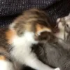 💤 Эмодзи «Paired Cats» для Telegram