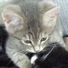 💤 Эмодзи «Paired Cats» для Telegram