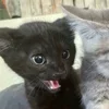 💤 Эмодзи «Paired Cats» для Telegram