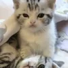 💤 Эмодзи «Paired Cats» для Telegram