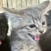 💤 Эмодзи «Paired Cats» для Telegram