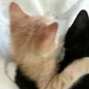 💤 Эмодзи «Paired Cats» для Telegram