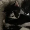 💤 Эмодзи «Paired Cats» для Telegram