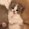💤 Эмодзи «Paired Cats» для Telegram