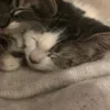 💤 Эмодзи «Paired Cats» для Telegram