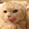 💤 Эмодзи «Paired Cats» для Telegram