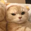 💤 Эмодзи «Paired Cats» для Telegram