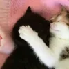 💤 Эмодзи «Paired Cats» для Telegram
