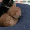 💤 Эмодзи «Paired Cats» для Telegram