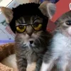 💤 Эмодзи «Paired Cats» для Telegram