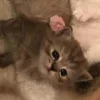 💤 Эмодзи «Paired Cats» для Telegram