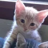 💤 Эмодзи «Paired Cats» для Telegram