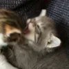 💤 Эмодзи «Paired Cats» для Telegram
