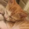 💤 Эмодзи «Paired Cats» для Telegram