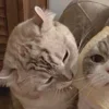 💤 Эмодзи «Paired Cats» для Telegram