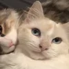 💤 Эмодзи «Paired Cats» для Telegram