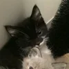 💤 Эмодзи «Paired Cats» для Telegram