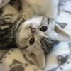 💤 Эмодзи «Paired Cats» для Telegram