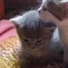 💤 Эмодзи «Paired Cats» для Telegram