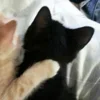 💤 Эмодзи «Paired Cats» для Telegram