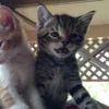 💤 Эмодзи «Paired Cats» для Telegram