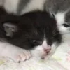 💤 Эмодзи «Paired Cats» для Telegram