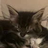 💤 Эмодзи «Paired Cats» для Telegram