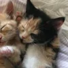 💤 Эмодзи «Paired Cats» для Telegram
