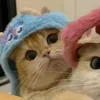 💤 Эмодзи «Paired Cats» для Telegram