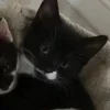 💤 Эмодзи «Paired Cats» для Telegram
