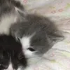 💤 Эмодзи «Paired Cats» для Telegram