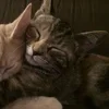💤 Эмодзи «Paired Cats» для Telegram